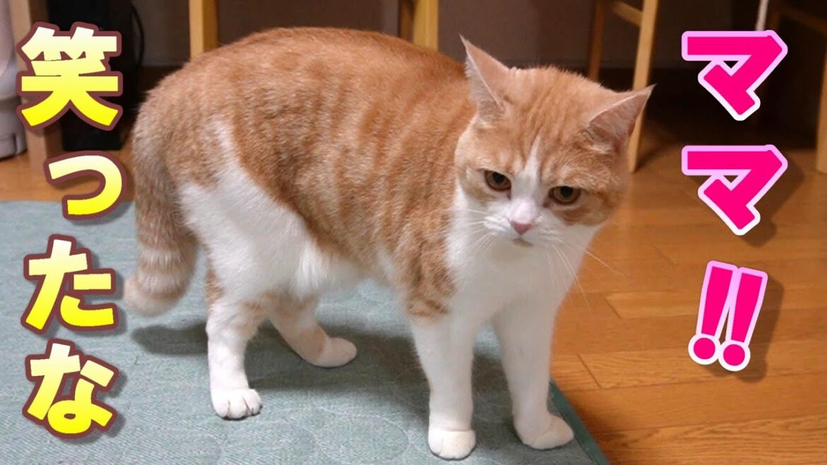 【オラオラ猫】鼻で笑ったら八つ当たりされました【スコティッシュフォールド】【アビシニアン】 【オラオラ猫】鼻で笑ったら八つ当たりされました【スコティッシュフォールド】【アビシニアン】