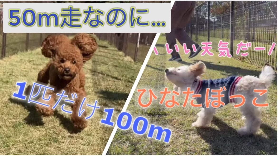 イヌリンピックでボケを連発するアホかわプードル【うちの子が1番】
