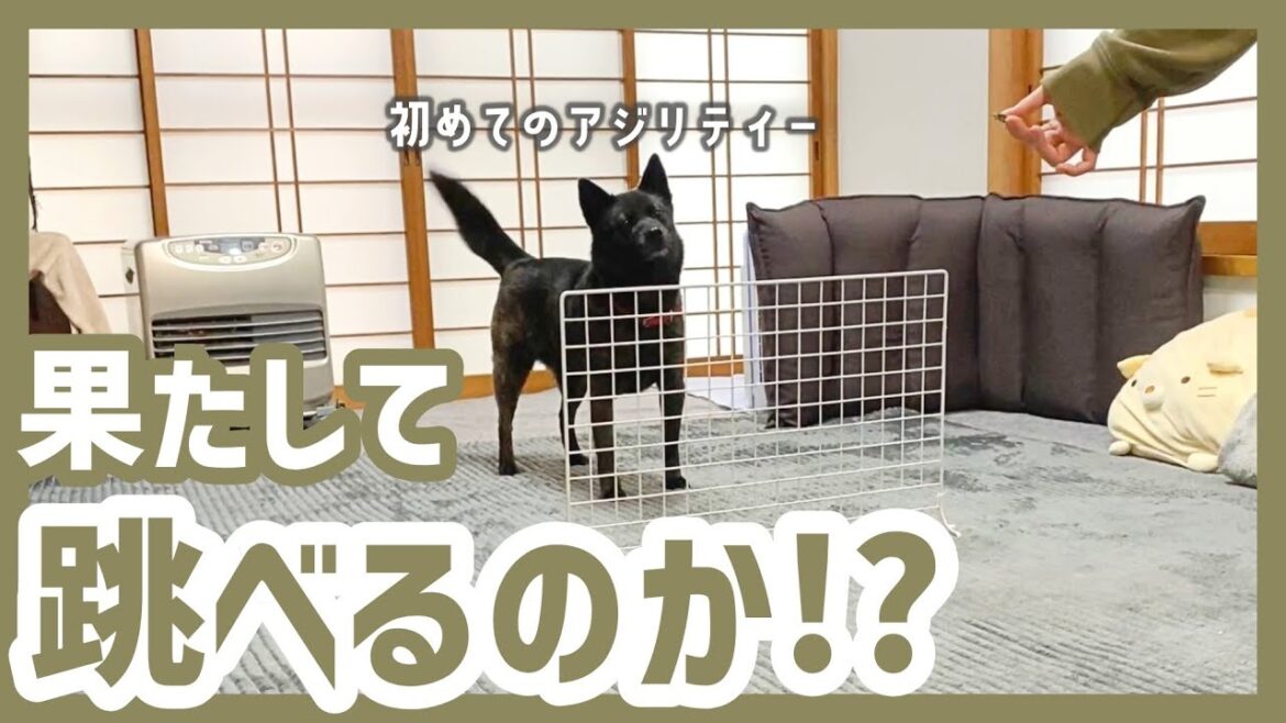 【まさかの展開】魅せます!運動神経抜群な甲斐犬の華麗なジャンプが凄すぎた 【まさかの展開】魅せます!運動神経抜群な甲斐犬の華麗なジャンプが凄すぎた