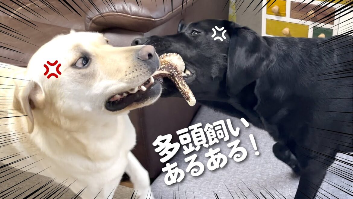 【多頭飼いあるある】ラブラドールレトリバーの食後の激しい儀式  鹿の角/ASMR 【多頭飼いあるある】ラブラドールレトリバーの食後の激しい儀式  鹿の角/ASMR