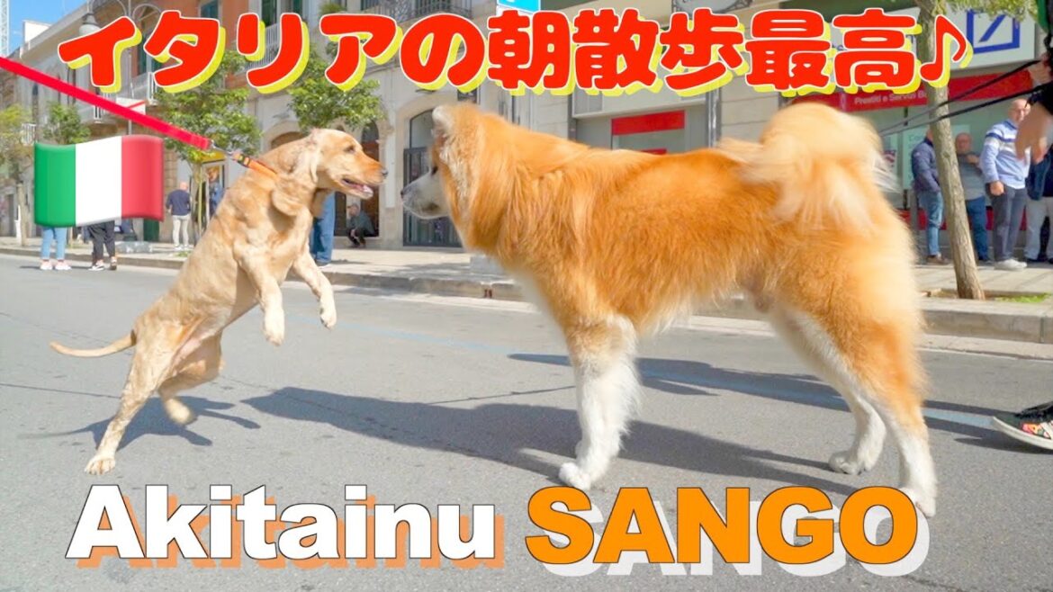 Sunday morning walk with Akita dog 🇮🇹♪ We met various dogs ♪ Sunday morning walk with Akita dog 🇮🇹♪ We met various dogs ♪