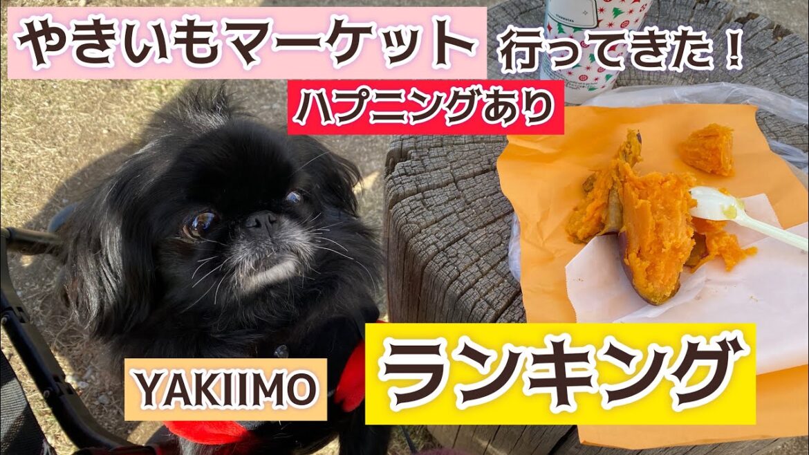 【ハプニングあり】【ランキング】やきいもマーケットにペキニーズはなちゃんと行ってみた!【peki】 【ハプニングあり】【ランキング】やきいもマーケットにペキニーズはなちゃんと行ってみた!【peki】