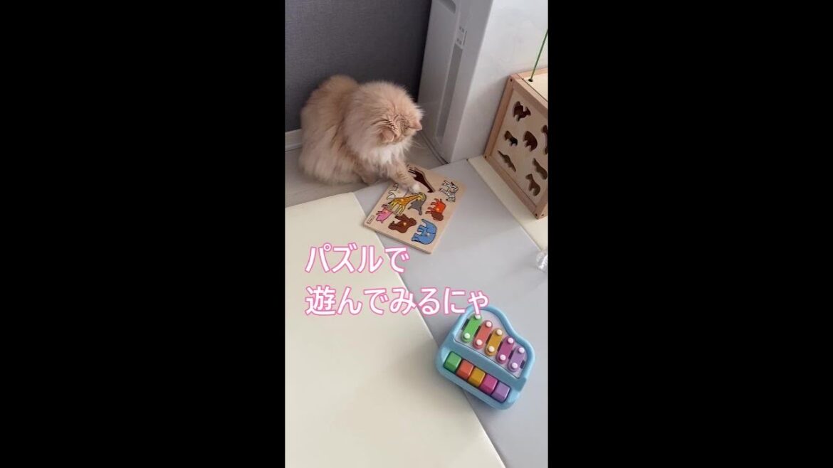 #Shorts【サイベリアン猫】赤ちゃんのおもちゃで遊んでみた猫りり