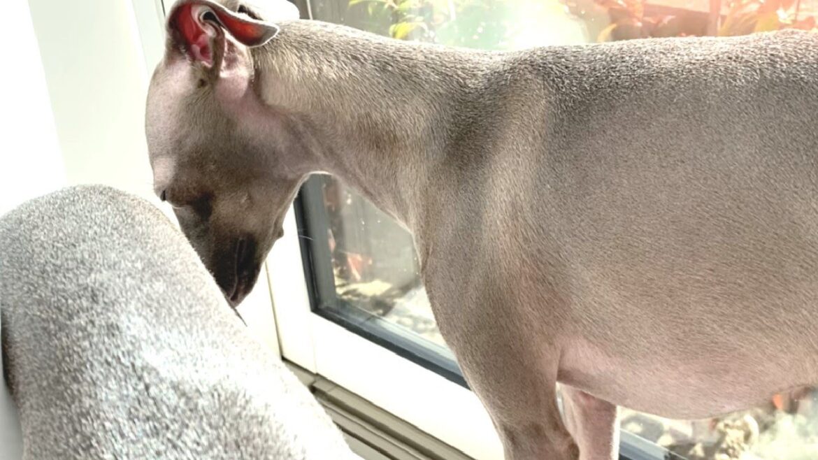 立ったまま寝ちゃう犬【イタリアングレーハウンド】