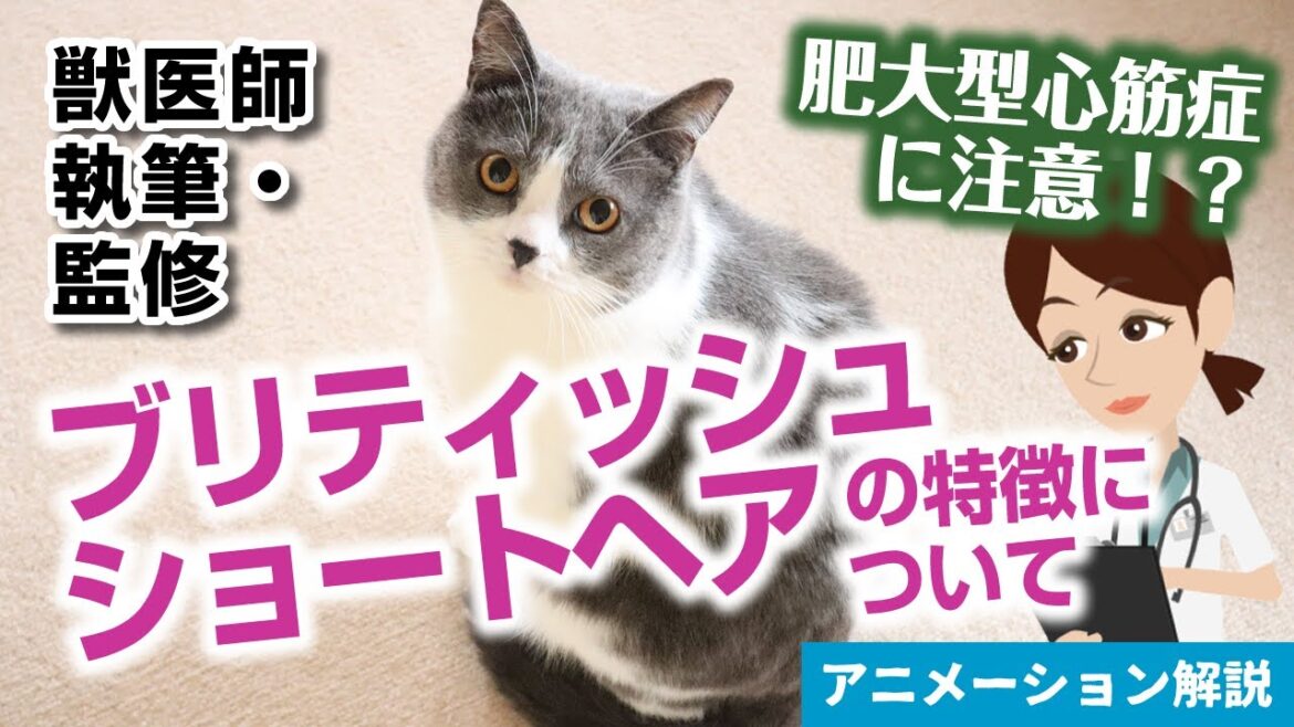 ブリティッシュショートヘアの特徴や気を付けたい病気など【獣医師執筆監修】 ブリティッシュショートヘアの特徴や気を付けたい病気など【獣医師執筆監修】