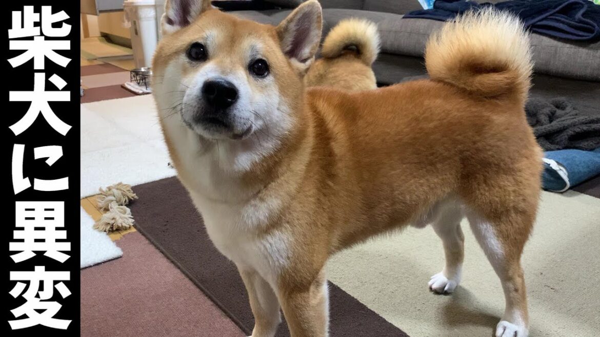 一年振りに兄に倒されたデカ柴犬に異変!一体何が・・・⁉ 一年振りに兄に倒されたデカ柴犬に異変!一体何が・・・⁉