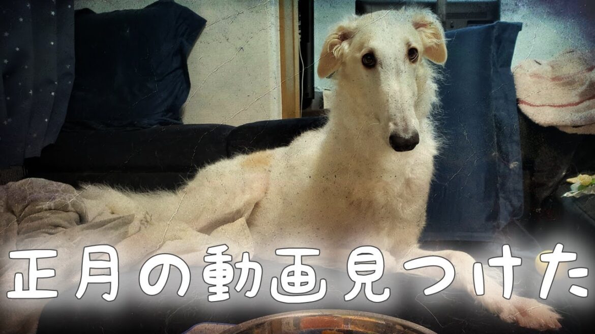 【ボルゾイ】大型犬が鏡餅を美味しそうに食べる 【ボルゾイ】大型犬が鏡餅を美味しそうに食べる