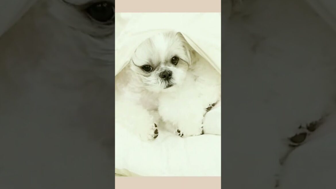 寝起きは撮らないで{シーズー}#shorts