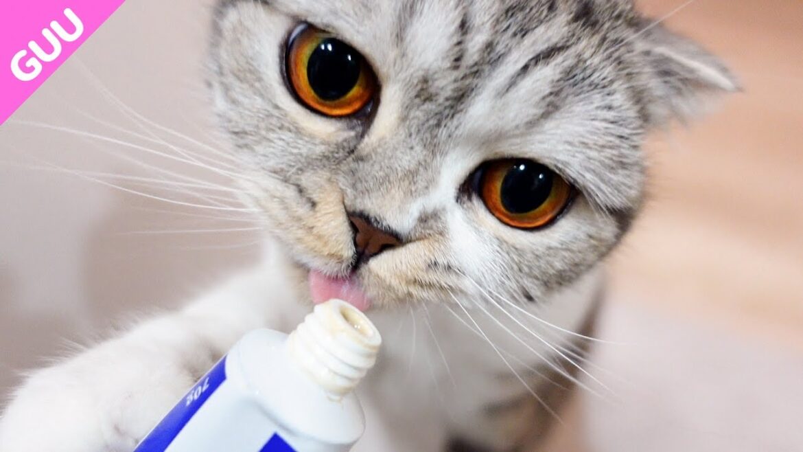 歯磨き粉が好きすぎる猫のナイトルーティン［スコティッシュフォールド］