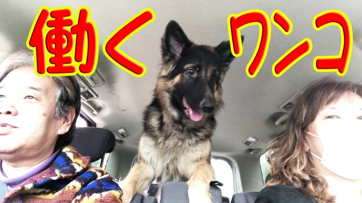 働く犬達　ジャーマンシェパード犬　マック編