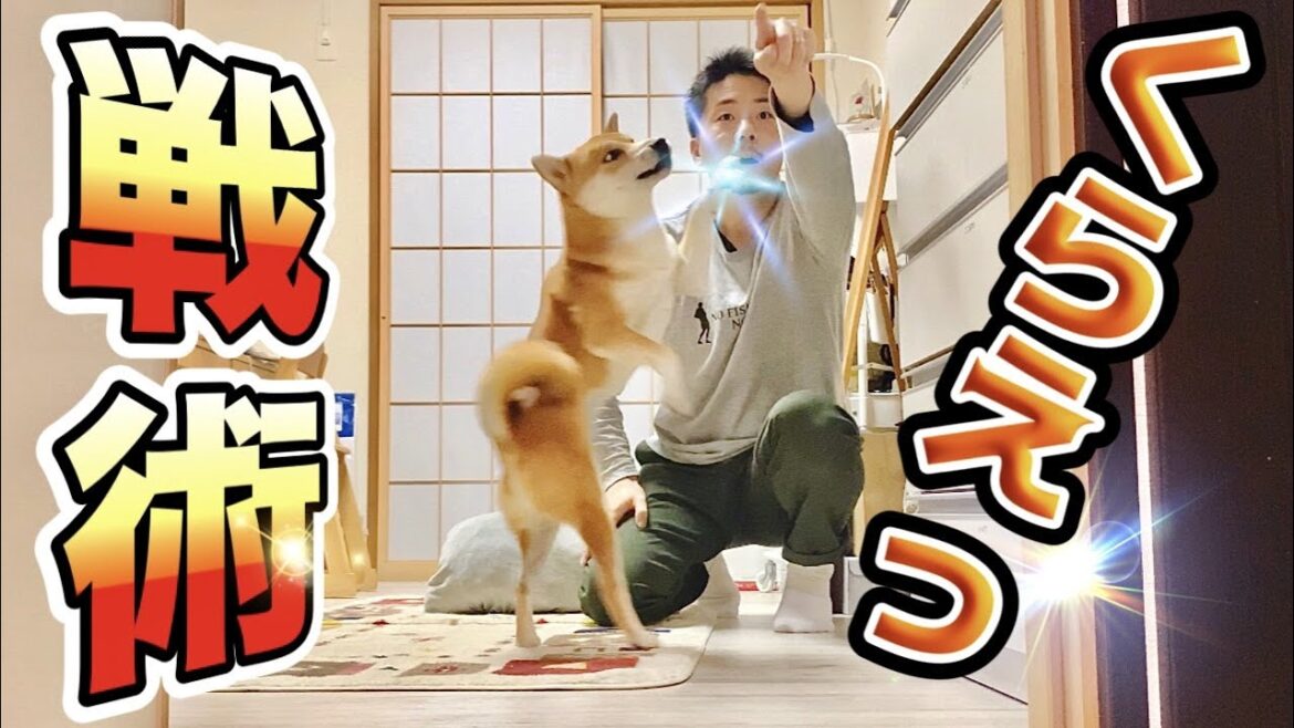 【お知らせ】予想外な弱点をつく柴犬こむぎ
