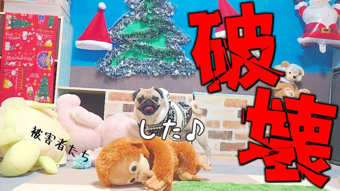 クリスマスの飾り付け中、乱入してきた破壊王パグがめちゃくちゃにした後嬉しそうに笑ってます【狂気パグのぺろ吉pug犬】