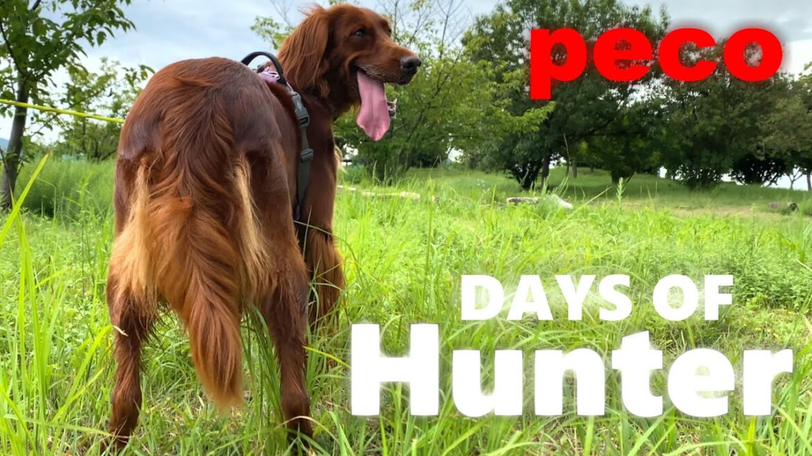 デイズ・オブ・ハンター（peco　DAYS OF Hunter）　アイリッシュセター（アイリッシュセッター） Irish Setor（Irish Setter）