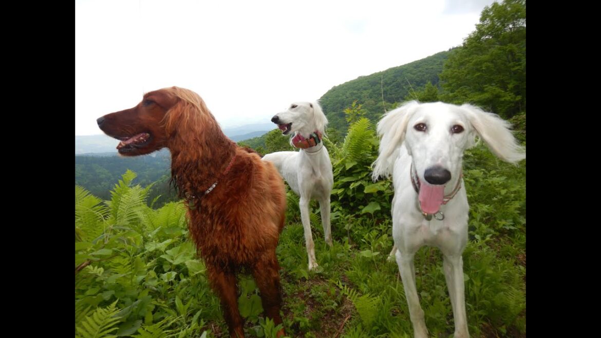 サルーキ　みしぇる！探検からの帰還♪（Saluki・Irish Setter）