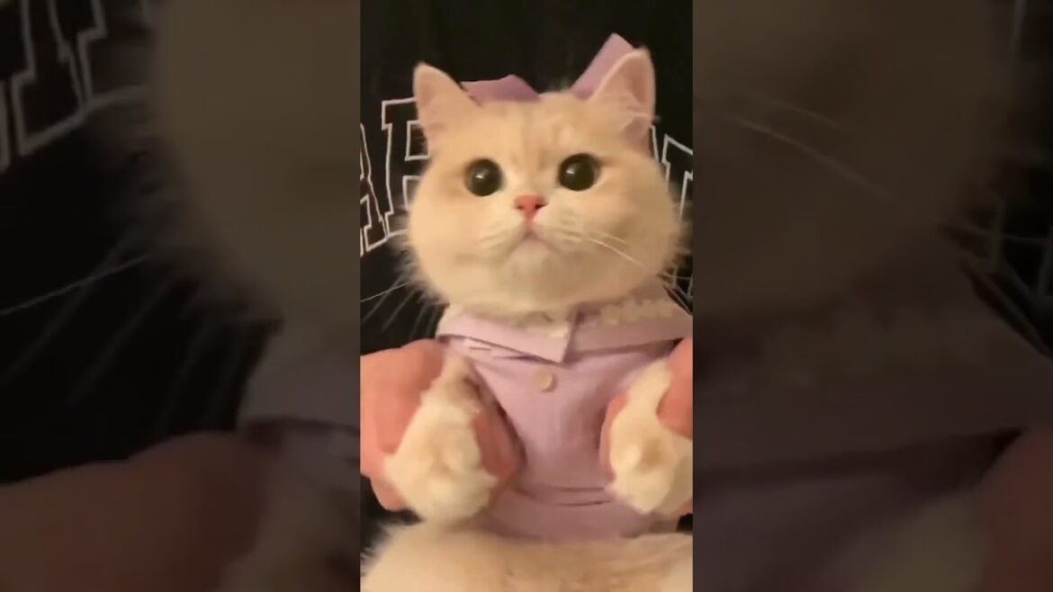 Cute Cats I found on internet part #62  #cat #kitten #cats #trendingshorts #shorts #kitty #funnycat Cute Cats I found on internet part #62  #cat #kitten #cats #trendingshorts #shorts #kitty #funnycat