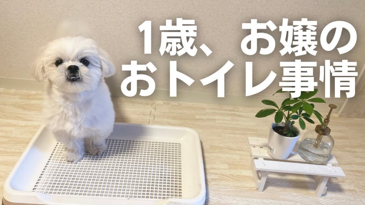犬、1歳女の子マルペキの最近のおトイレ事情 / マルチーズ×ペキニーズ