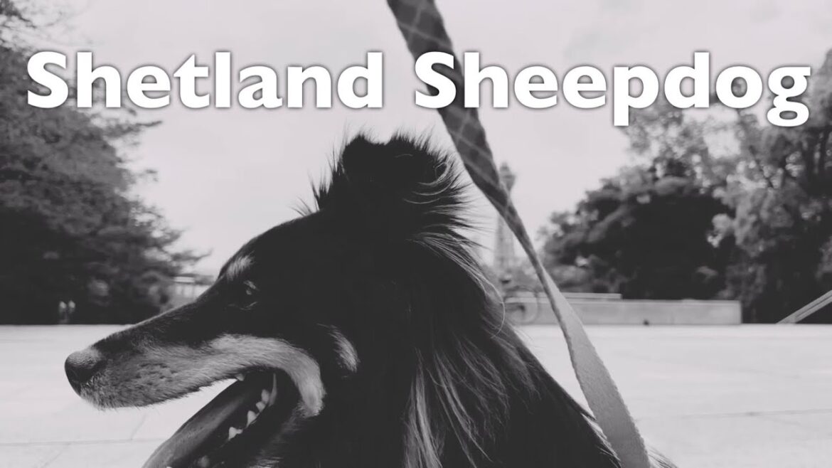 シェットランドシープドッグ / Shetland Sheepdog 《 ボーディ / Bodhi  》 in 天王寺