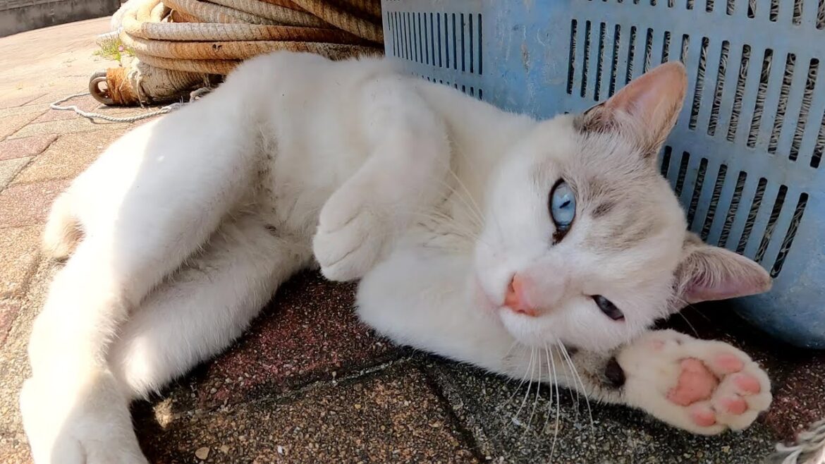 メチャクチャ可愛いけど、少し恥ずかしがり屋なシャム猫ちゃん