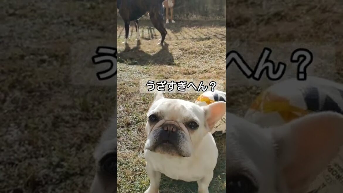 ボクサー達がうざすぎるフレブルのバタ子先生より、今日も一日頑張りましょう！