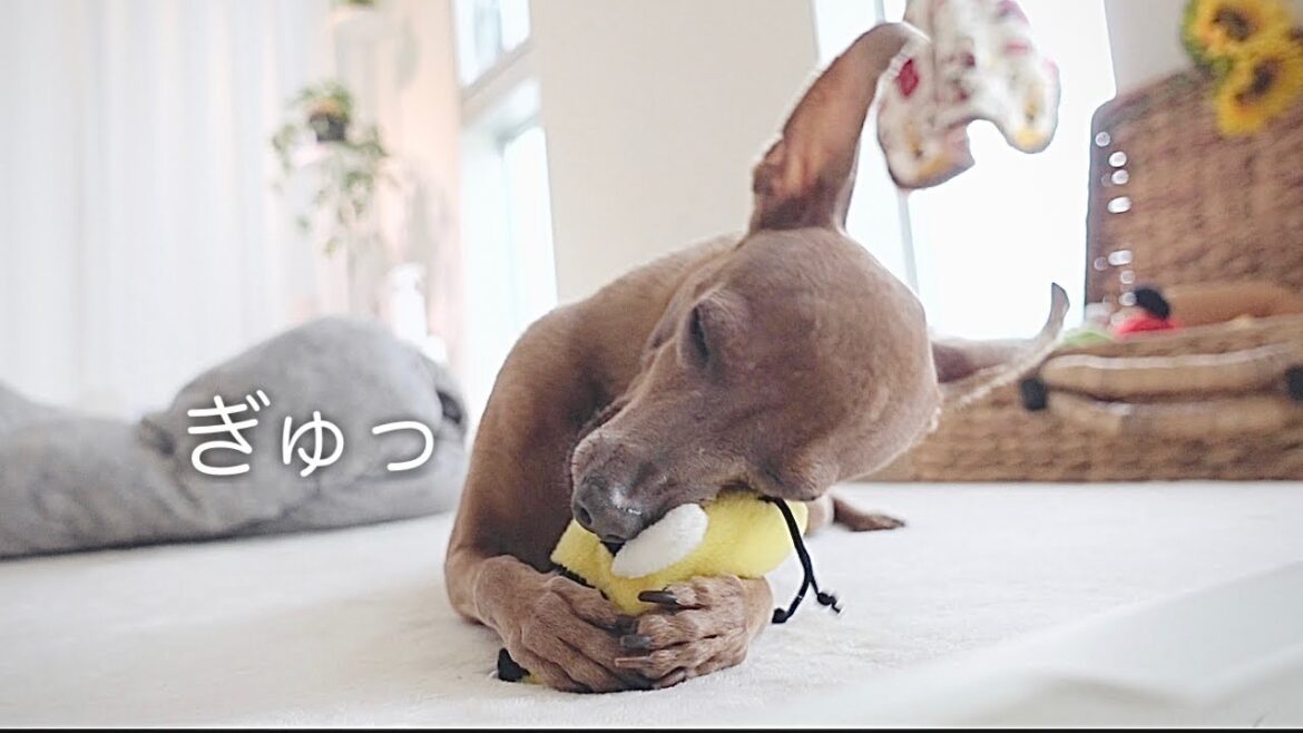 ひとりっ子になって甘えん坊がとまらない子鹿犬／冬の休日【ミニピン／元保護犬】