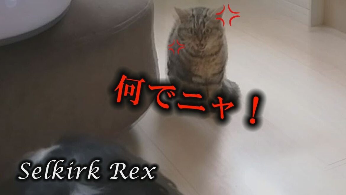 【セルカークレックス】猫のお誘いを秒で断る犬！【セルカー女子】