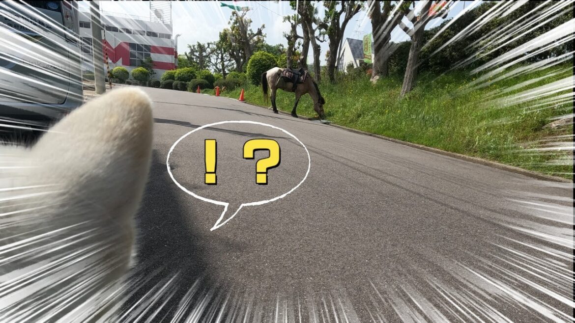 【第16回】紀州犬の散歩中に遭遇したのは？！