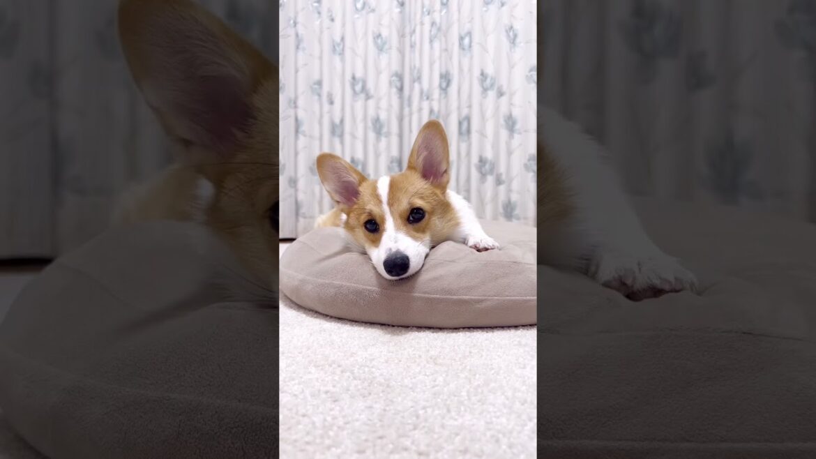 コーギーに手を出さないでお手って言ってみた