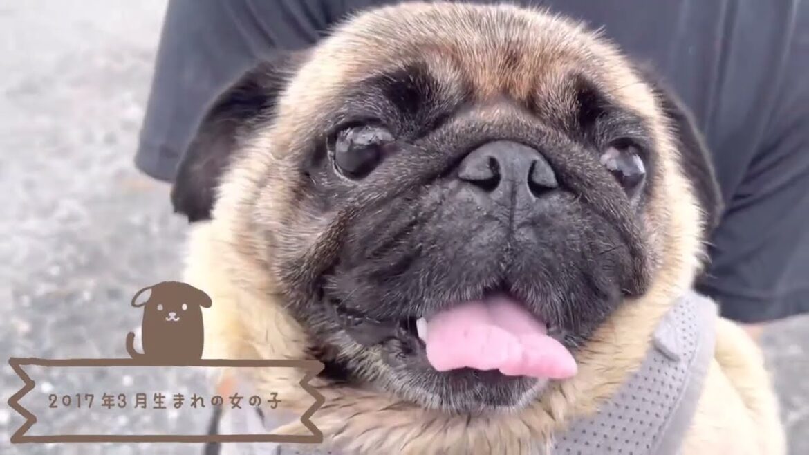 パグ成犬 里親様募集中です