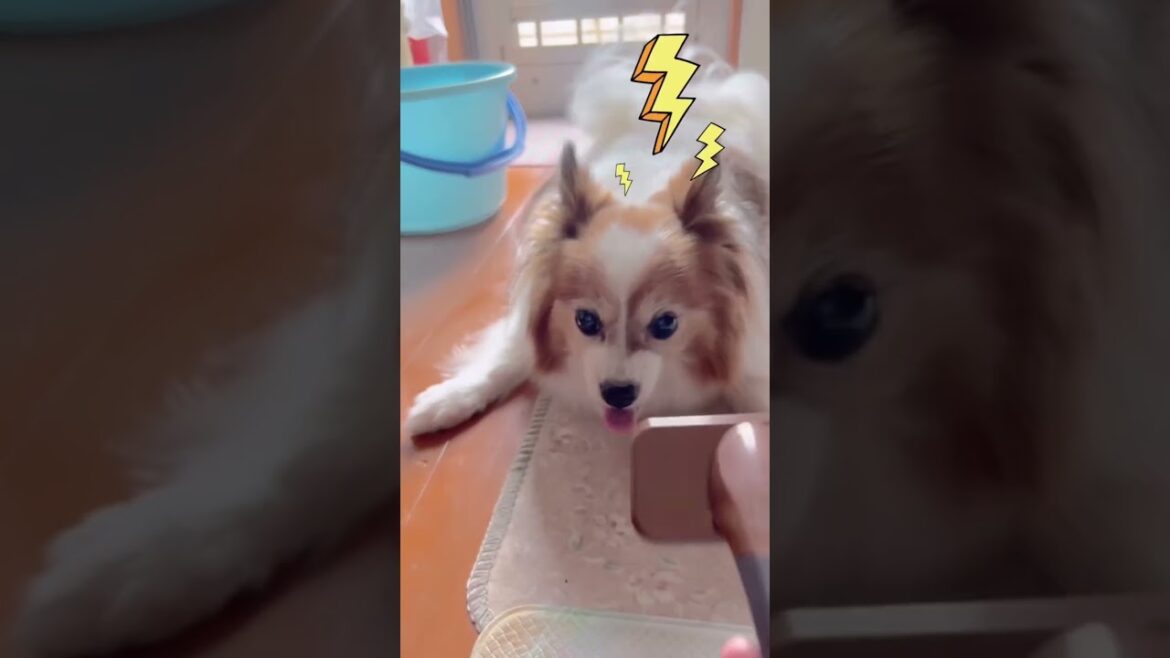 ブラッシング苦手なシニア犬パピヨンに ブラシを見せると… #shorts