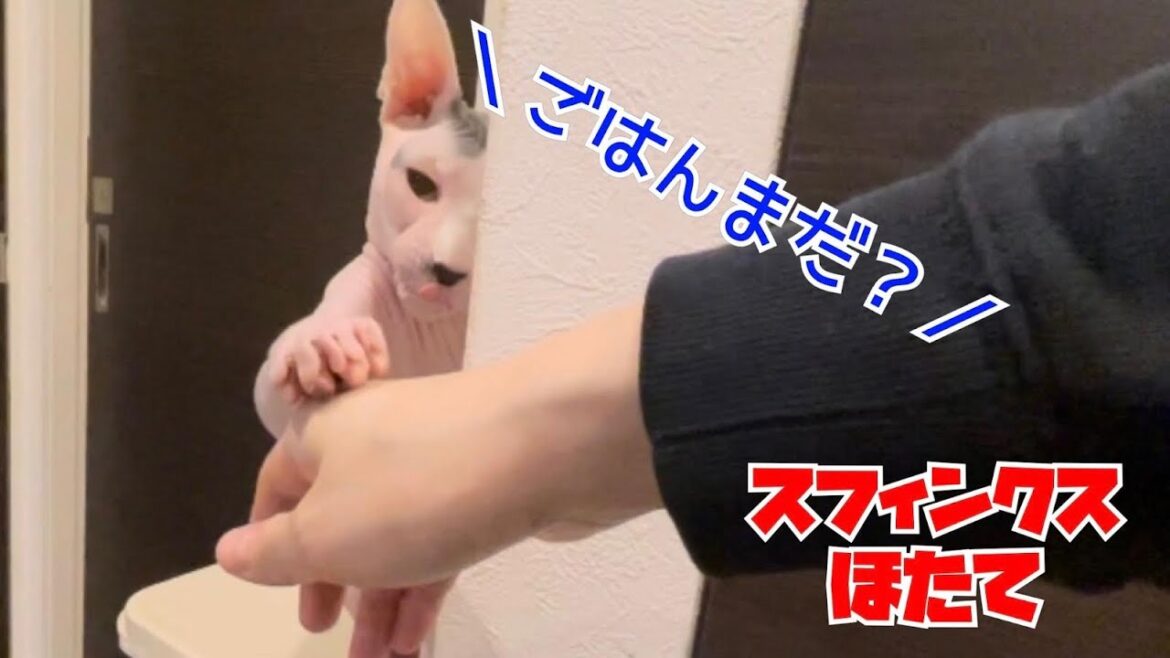 獣医さんがお勧めの手作りご飯を食すほたて【スフィンクス猫】