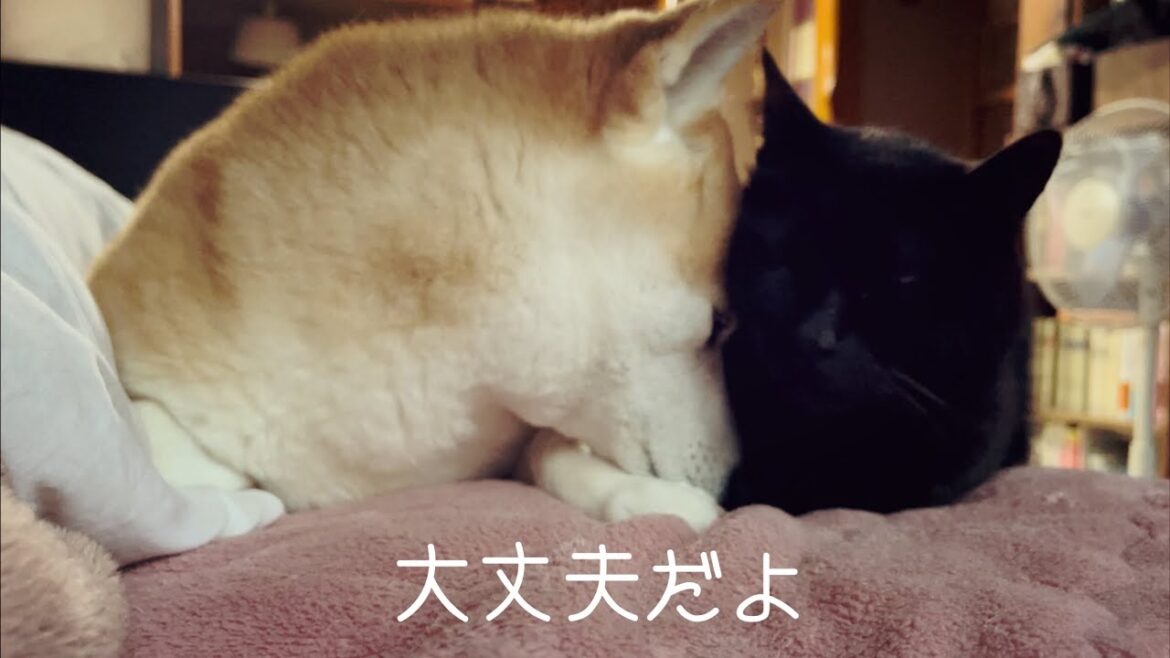 雷に怯える猫達を励ましてまわる柴犬 Don't be afraid, I'm here