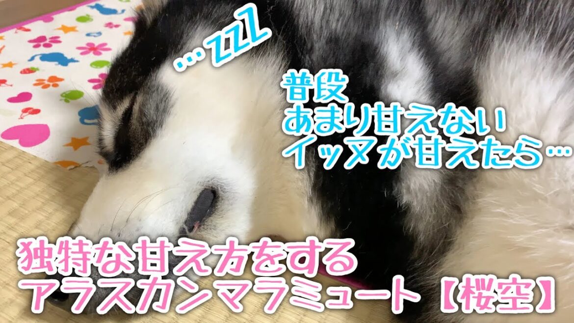 普段あまり甘えないイッヌが甘えた結果……アラスカンマラミュート【桜空】