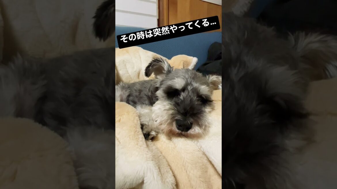 その時は突然やってくる… #ミニチュアシュナウザー #わんこ #犬 #あるある
