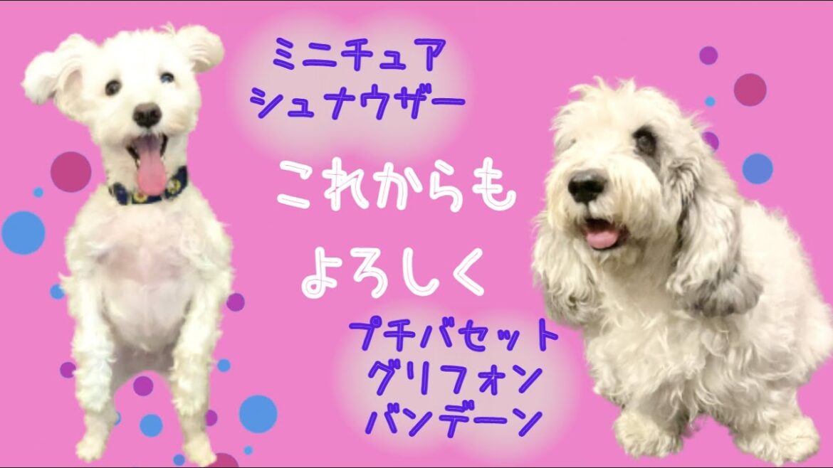 【可愛い】ミニチュアシュナウザーのベルちゃんとお友達になったよ❤︎