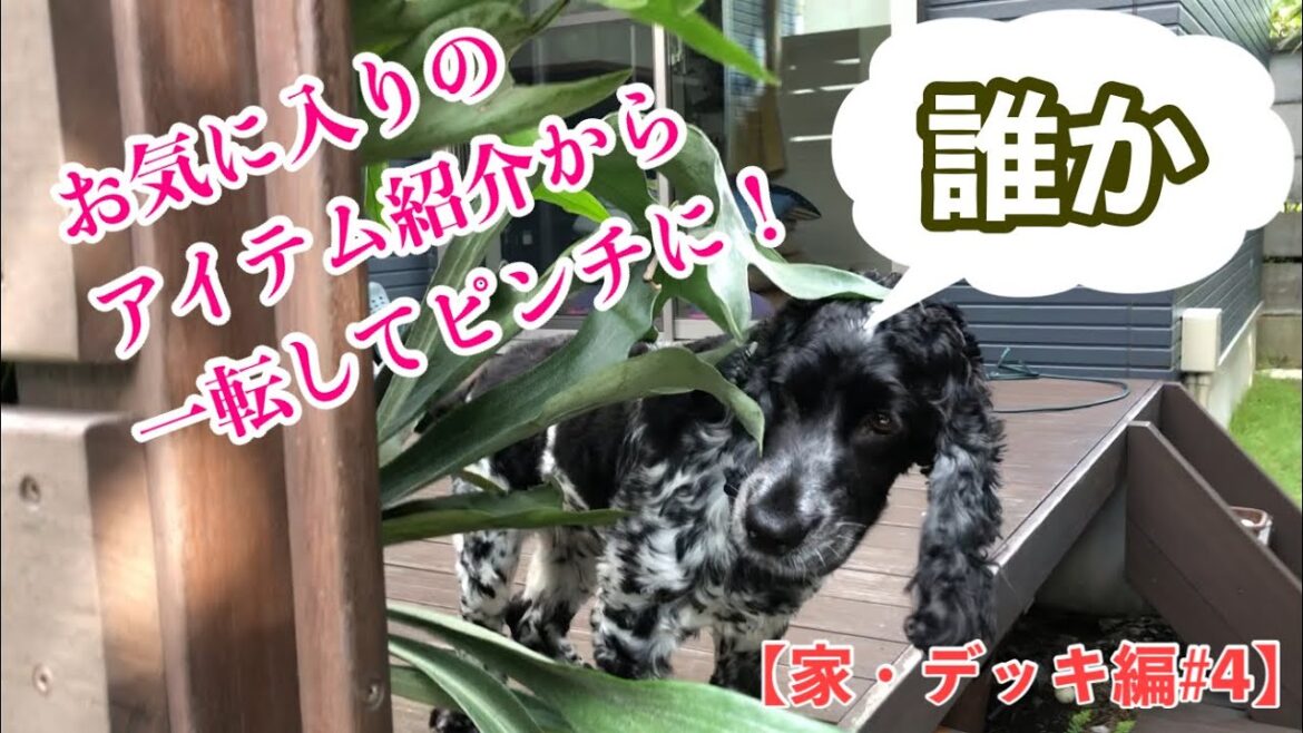 【家・デッキ編#4】ピンチの訳は！？　イングリッシュコッカースパニエル 「ミミ」の気持ち