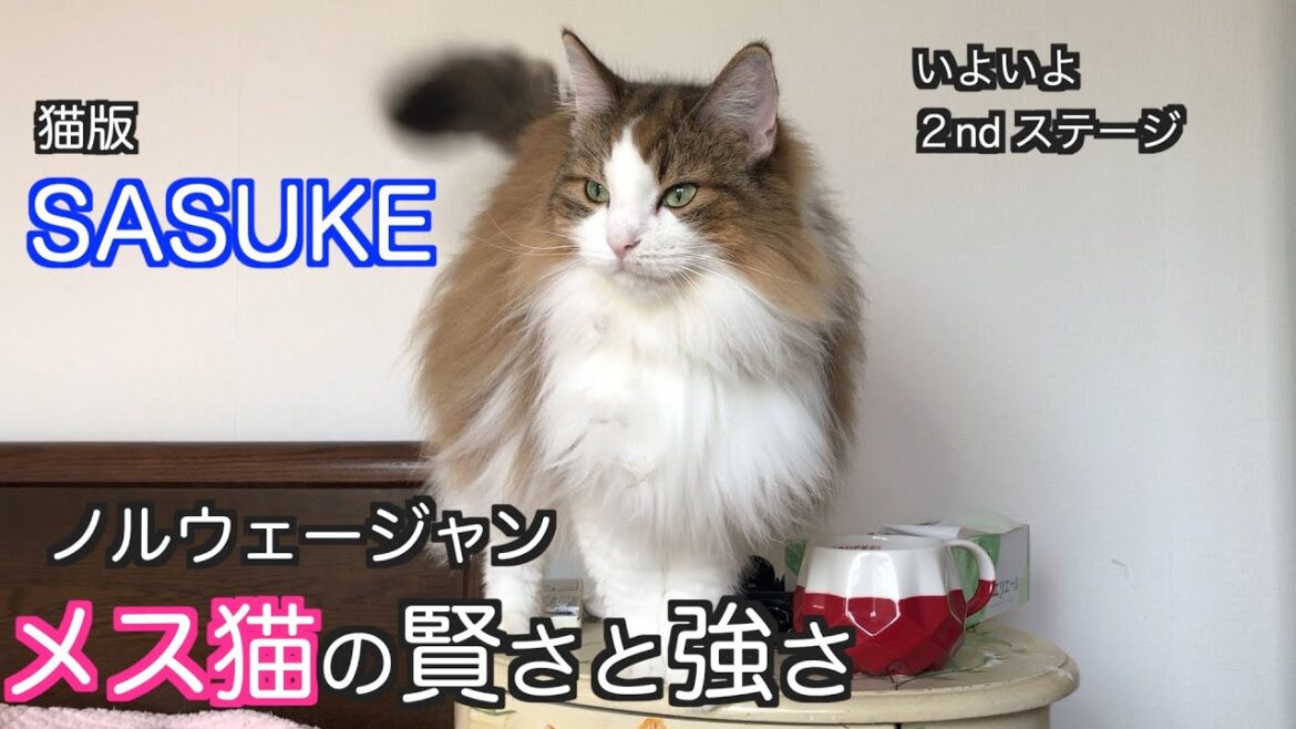 【メス猫の賢さと強さ・ノルウェージャン】我が家の猫版SASUKE 2ndステージ ノルウェージャンフォレストキャット 【メス猫の賢さと強さ・ノルウェージャン】我が家の猫版SASUKE 2ndステージ ノルウェージャンフォレストキャット