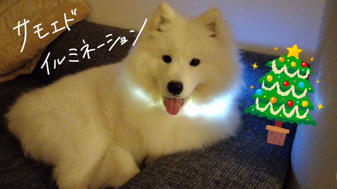 クリスマスツリーが無いのでサモエドを光らせました【大型犬】【samoyed】