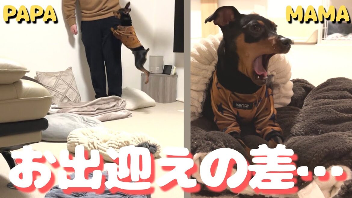 【ナイトルーティン】ママは省エネなお出迎え、パパはジャンプでお出迎えw【ミニピン】