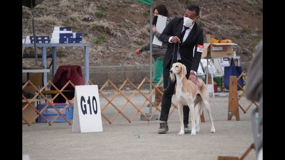 サルーキ　れぴ！ドッグショー♪（Saluki）