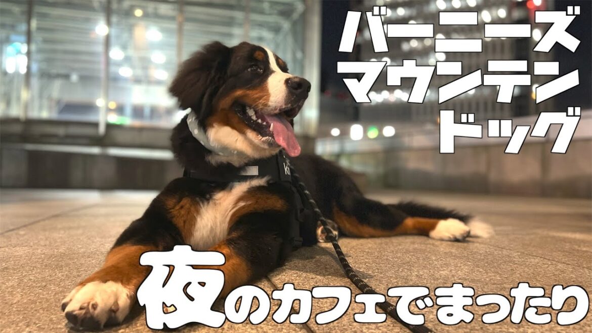 散歩の途中にカフェでひと休み バーニーズマウンテンドッグの子犬
