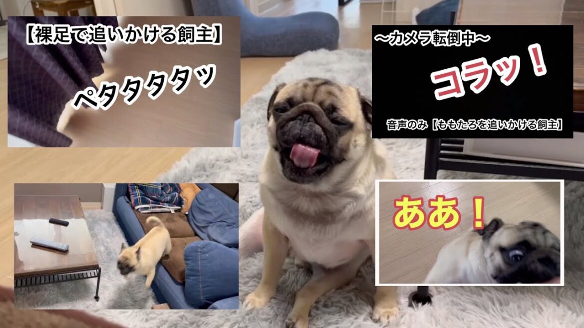 爆走‼チキチキ追っかけっこ！【パグ侍ももたろ】