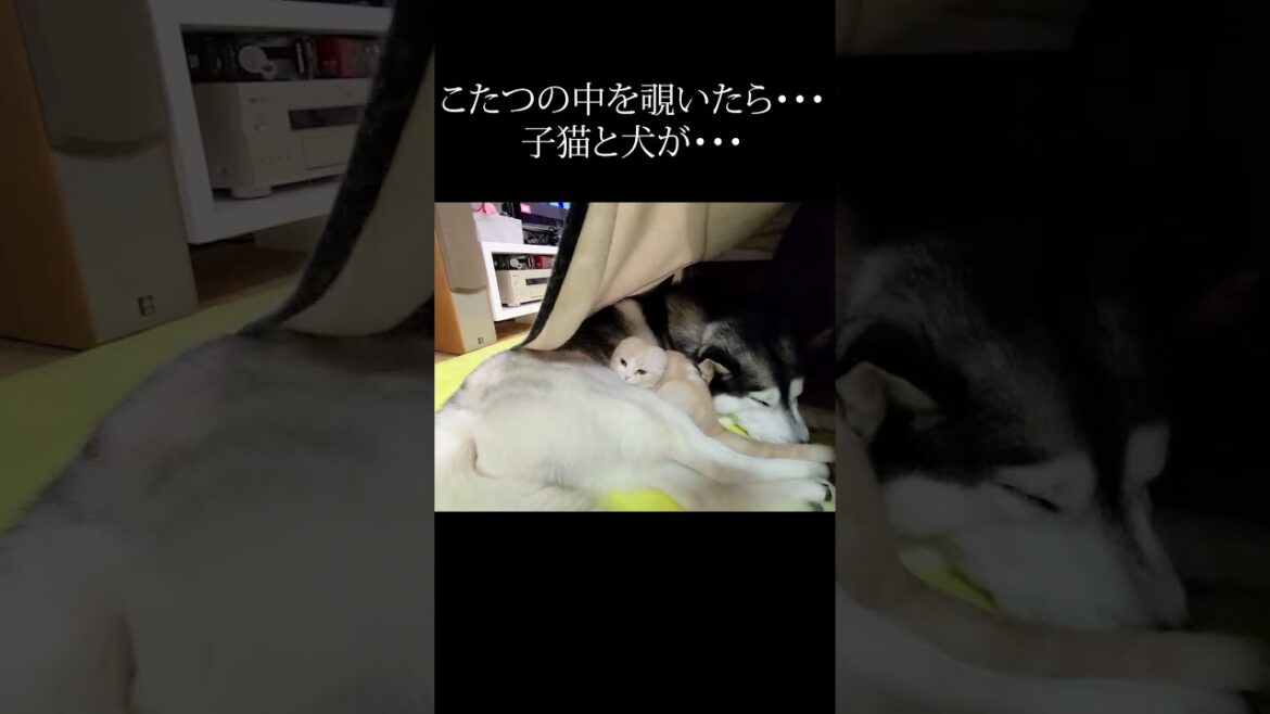 こたつの中のぞいたら子猫とハスキー犬が...#shorts
