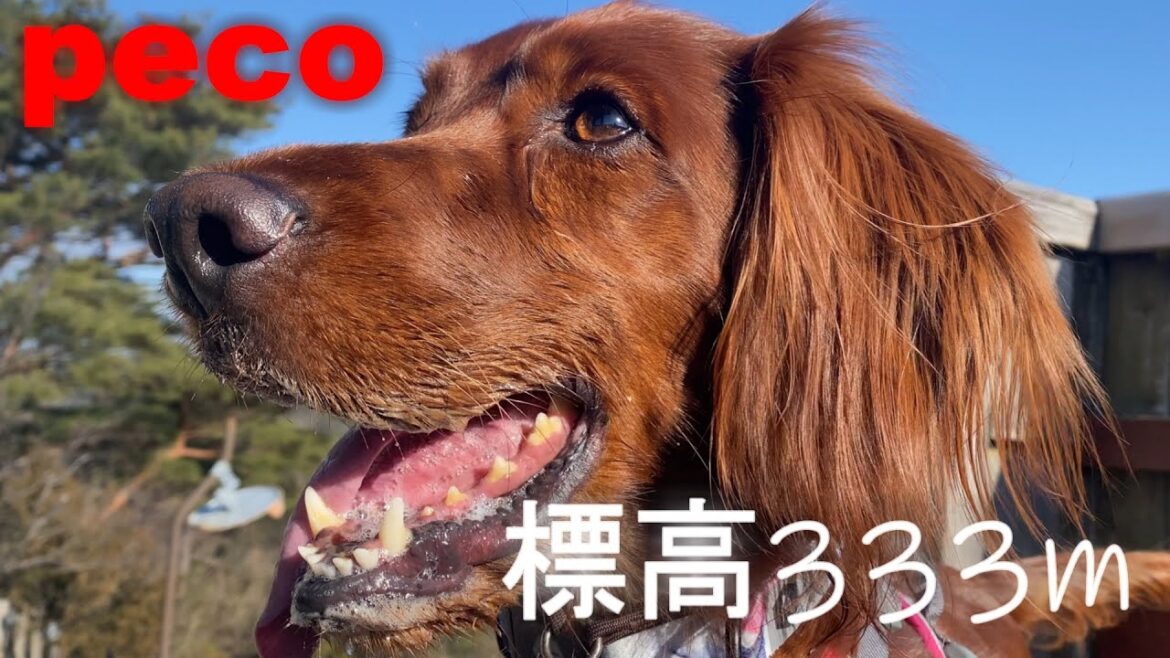標高333m（peco　Altitude 333m）　アイリッシュセター（アイリッシュセッター）Irish Setor（Irish Setter）