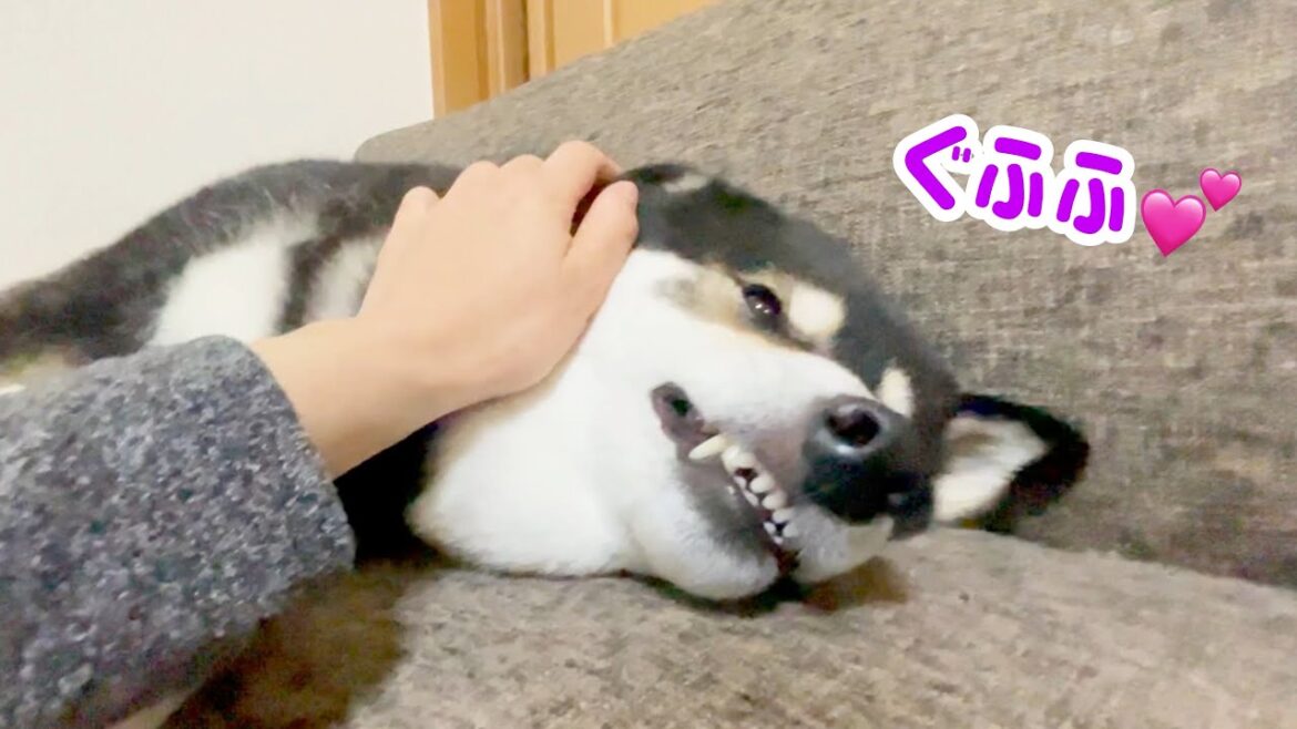 仲良く半分こ？！柴犬とラブラドールが分け合っていたもの