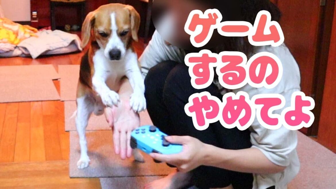 ゲームの邪魔をするビーグルのこてつ　Beagle　Beagle