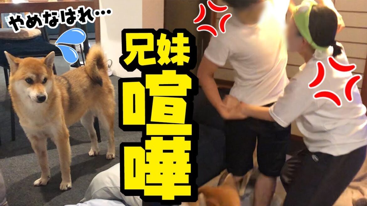 兄妹喧嘩でパパの誕生日が台無しに…呆れる柴犬