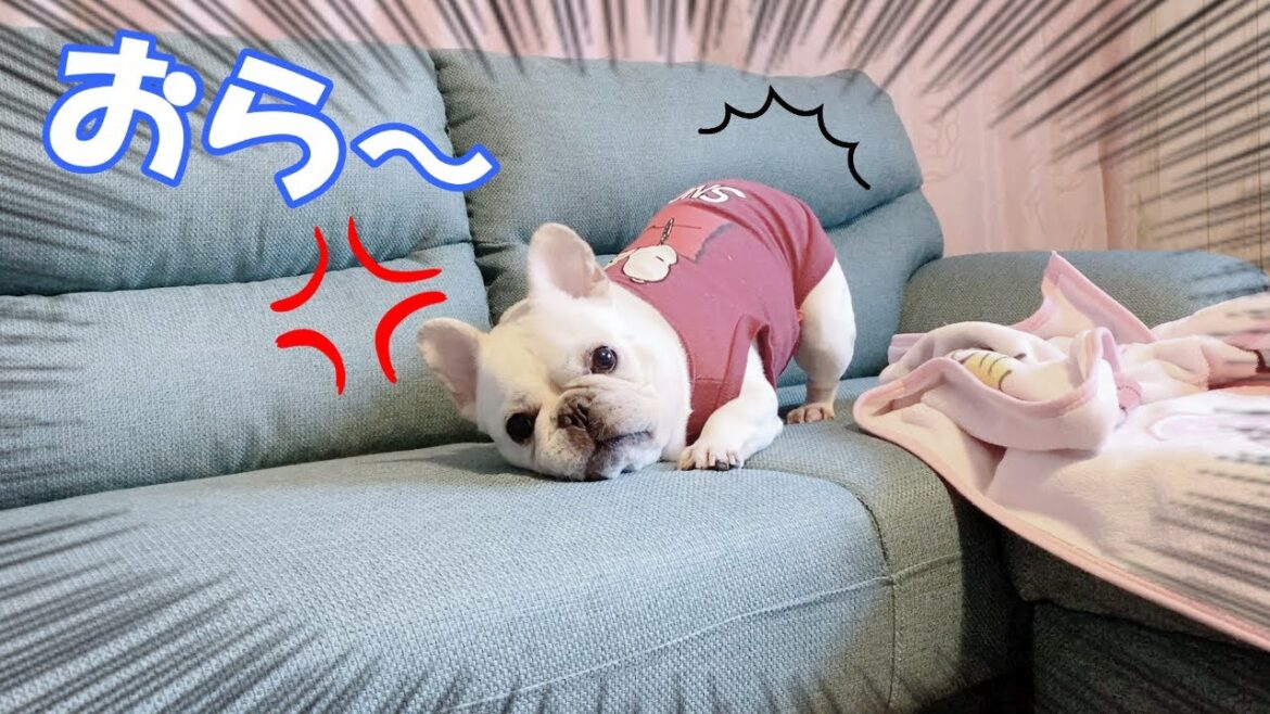 興奮し過ぎてソファから落ちる犬【フレンチブルドッグ frenchbulldog】