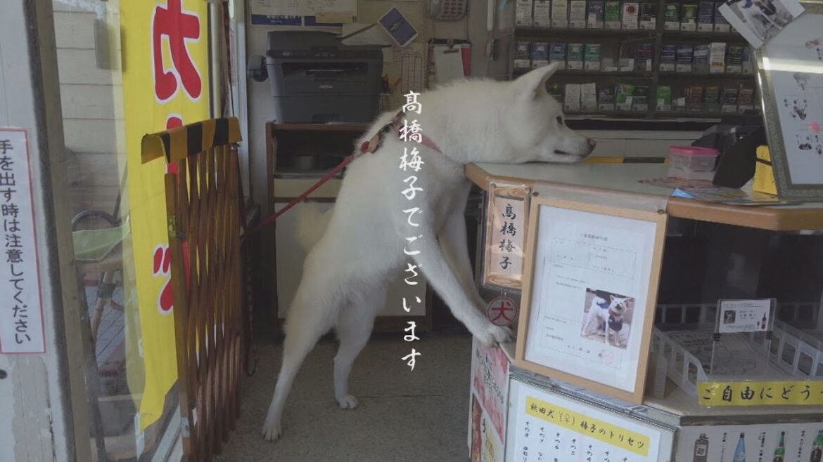 髙橋梅子でございます　秋田犬梅子の幸せな日々