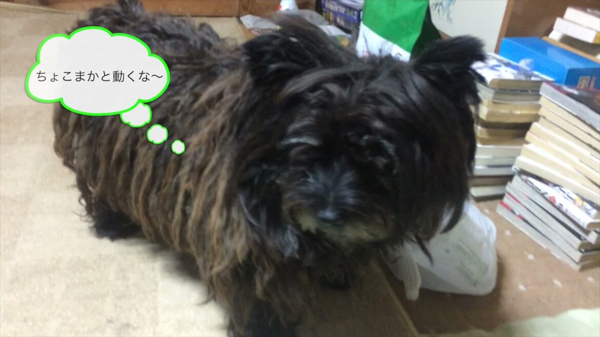 あり日しの先輩犬（コーギー・ケアーンテリア）とモモ（ヨークシャーテリア子犬）