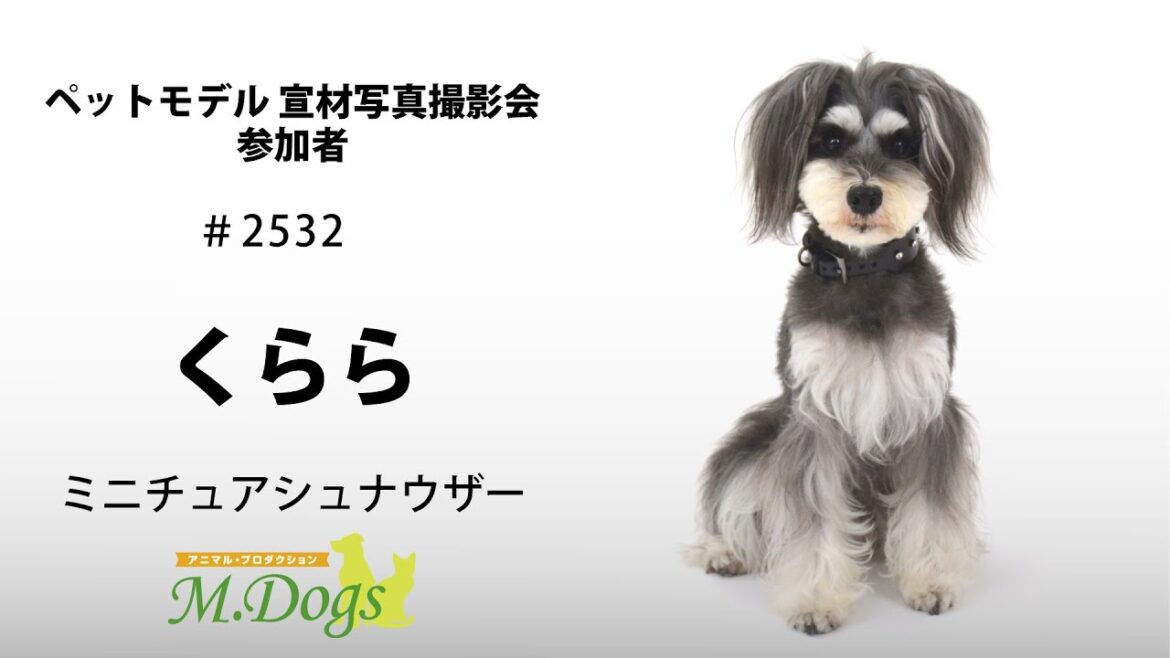 ペットモデル #2532　ミニチュアシュナウザー「くらら」